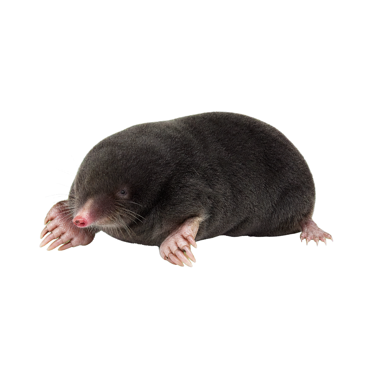 Крот